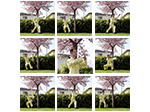 Die 8 Shaolin Kung Fu Basis-Handtechniken